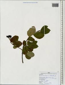 Sorbaronia ×arsenii (Britton & Arsène) G. N. Jones, Eastern Europe, Western region (E3) (Russia)