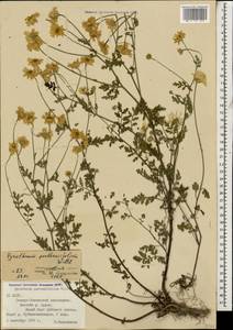 Tanacetum partheniifolium (Willd.) Sch. Bip., Caucasus, North Ossetia, Ingushetia & Chechnya (K1c) (Russia)