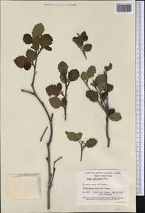 Alnus incana subsp. tenuifolia (Nutt.) Breitung, America (AMER) (Canada)