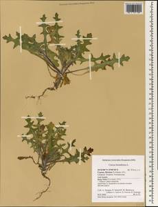 Centaurea benedicta (L.) L., South Asia, South Asia (Asia outside ex-Soviet states and Mongolia) (ASIA) (Cyprus)