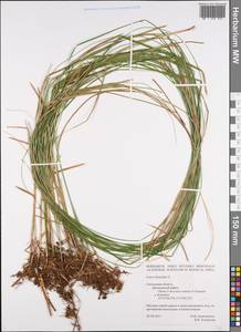 Carex brizoides L., Eastern Europe, Western region (E3) (Russia)
