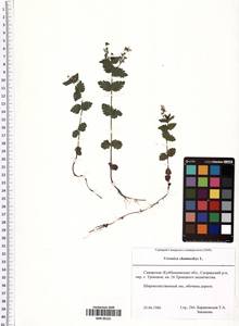 Veronica chamaedrys L., Eastern Europe, Middle Volga region (E8) (Russia)