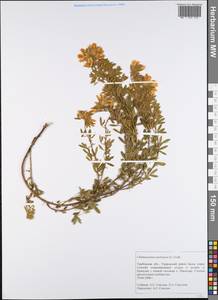 Chamaecytisus austriacus (L.) Link, Eastern Europe, Central forest-and-steppe region (E6) (Russia)
