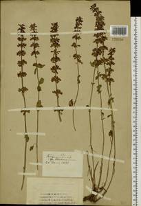 Dracocephalum nutans L., Siberia, Western (Kazakhstan) Altai Mountains (S2a) (Kazakhstan)
