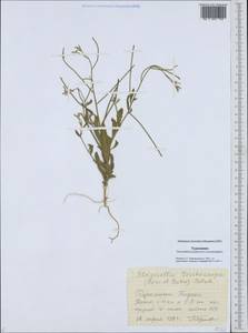 Strigosella trichocarpa (Boiss. & Buhse) Botsch., Middle Asia, Karakum (M6) (Turkmenistan)