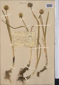 Allium semenovii Regel, Middle Asia, Western Tian Shan & Karatau (M3) (Uzbekistan)