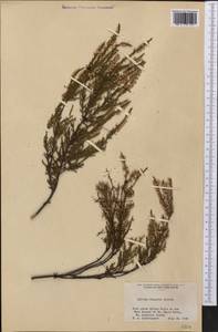 Calluna vulgaris (L.) Hull, America (AMER) (United States)