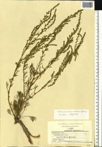 Artemisia marschalliana Spreng., Eastern Europe, Central region (E4) (Russia)