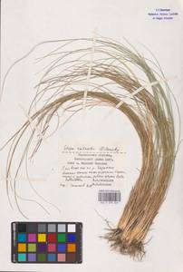 Stipa zalesskii Wilensky, Eastern Europe, Lower Volga region (E9) (Russia)