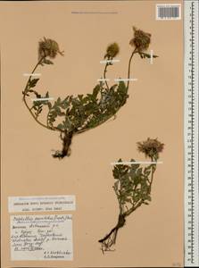 Psephellus hymenolepis (Trautv.) Boiss., Caucasus, Dagestan (K2) (Russia)