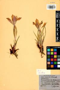 Iris lactea Pall., Siberia, Baikal & Transbaikal region (S4) (Russia)