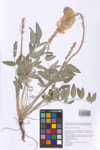 Hedysarum grandiflorum Pall., Eastern Europe, Lower Volga region (E9) (Russia)