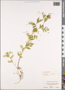 Vicia sativa subsp. nigra (L.)Ehrh., Eastern Europe, Rostov Oblast (E12a) (Russia)