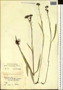 Saussurea amurensis Turcz. ex DC., Siberia, Baikal & Transbaikal region (S4) (Russia)