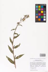 Oenothera oakesiana (A. Gray) S. Watson, Eastern Europe, Moscow region (E4a) (Russia)