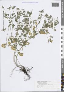 Lotus corniculatus L., Eastern Europe, Central forest-and-steppe region (E6) (Russia)