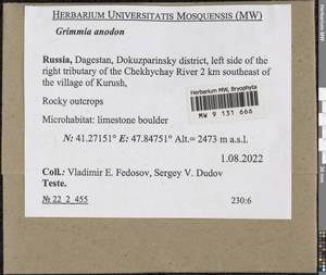 Grimmia anodon Bruch & Schimp., Bryophytes, Bryophytes - North Caucasus & Ciscaucasia (B12) (Russia)