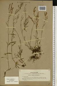 Rumex acetosella L., Eastern Europe, South Ukrainian region (E12) (Ukraine)
