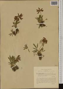 Trifolium alpinum L., Western Europe (EUR) (Italy)