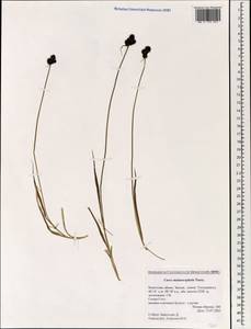 Carex melanocephala Turcz., Mongolia (MONG) (Mongolia)