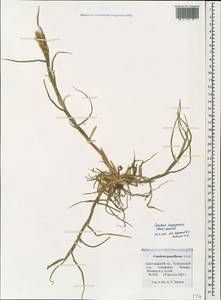 Cenchrus spinifex Cav., Caucasus, Black Sea Shore (from Novorossiysk to Adler) (K3) (Russia)