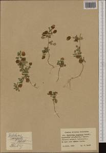 Trifolium campestre Schreb., Western Europe (EUR) (Poland)