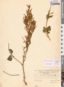 Chenopodium acuminatum Willd., Siberia, Chukotka & Kamchatka (S7) (Russia)