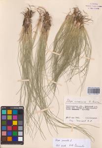 Stipa pennata L., Eastern Europe (no precise locality) (E0)