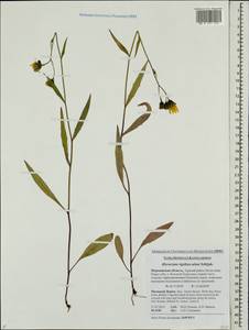 Hieracium linifolium T. Sael. ex Lindeb., Eastern Europe, Northern region (E1) (Russia)