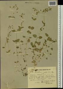 Stellaria media, Siberia, Yakutia (S5) (Russia)