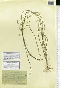 Sparganium gramineum Georgi, Eastern Europe, Eastern region (E10) (Russia)