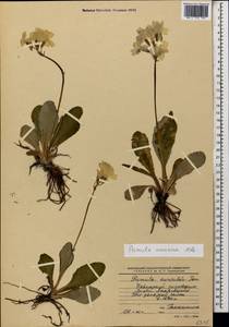 Primula amoena M. Bieb., Caucasus, Krasnodar Krai & Adygea (K1a) (Russia)