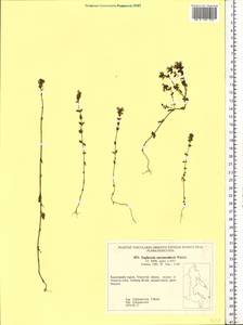 Euphrasia maximowiczii Wettst. ex Palibin, Siberia, Chukotka & Kamchatka (S7) (Russia)