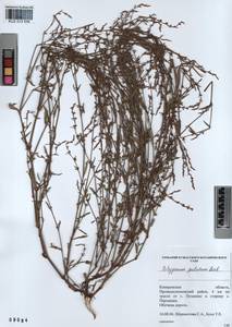 Polygonum patulum M.Bieb., Siberia, Altai & Sayany Mountains (S2) (Russia)