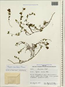 Thymus nervulosus Klokov, Siberia, Russian Far East (S6) (Russia)
