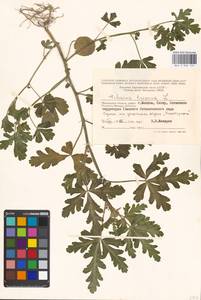 Hibiscus trionum L., Eastern Europe, Moscow region (E4a) (Russia)