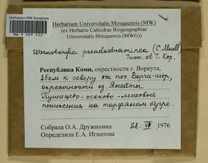 Warnstorfia pseudostraminea (Müll. Hal.) Tuom. & T.J. Kop., Bryophytes, Bryophytes - European North East (B7) (Russia)
