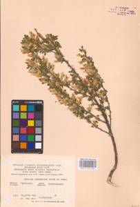 Chamaecytisus ruthenicus (Fisch. ex Woł.) Klásk., Eastern Europe, Central forest-and-steppe region (E6) (Russia)