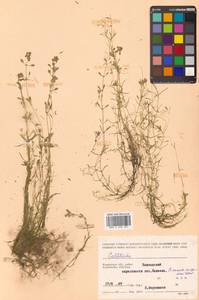 Callitriche palustris subsp. palustris, Siberia, Chukotka & Kamchatka (S7) (Russia)