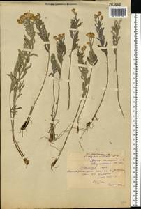 Galatella villosa (L.) Rchb. fil., Eastern Europe, Middle Volga region (E8) (Russia)