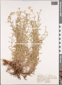 Anaphalis roseoalba Krasch., Middle Asia, Pamir & Pamiro-Alai (M2) (Tajikistan)