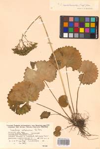 Micranthes manchuriensis (Engl.) Gornall & H. Ohba, Siberia, Russian Far East (S6) (Russia)