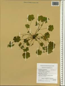 Geranium rotundifolium L., South Asia, South Asia (Asia outside ex-Soviet states and Mongolia) (ASIA) (Cyprus)