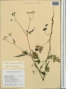 Torilis japonica (Houtt.) DC., Crimea (KRYM) (Russia)