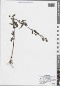 Bidens frondosa L., Eastern Europe, Middle Volga region (E8) (Russia)