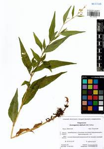 Koenigia alpina (All.) T. M. Schust. & Reveal, Siberia, Baikal & Transbaikal region (S4) (Russia)