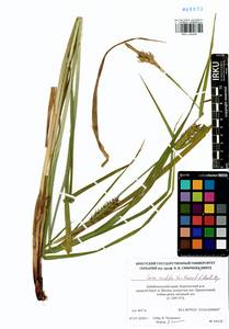 Carex sordida Van Heurck & Müll.Arg., Siberia, Baikal & Transbaikal region (S4) (Russia)