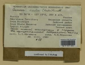 Grimmia ovalis (Hedw.) Lindb., Bryophytes, Bryophytes - Russian Far East (excl. Chukotka & Kamchatka) (B20) (Russia)