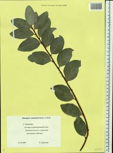 Elaeagnus commutata Bernh. ex Rydb., Eastern Europe, Central region (E4) (Russia)