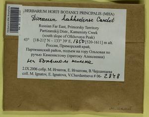 Dicranum viride var. hakkodense (Cardot) Takaki, Bryophytes, Bryophytes - Russian Far East (excl. Chukotka & Kamchatka) (B20) (Russia)